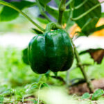 Pimenta