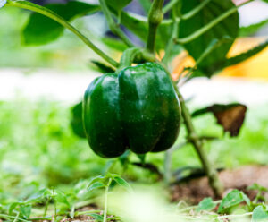 Pimenta